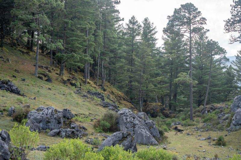 SpaziergangZauber - Image 7